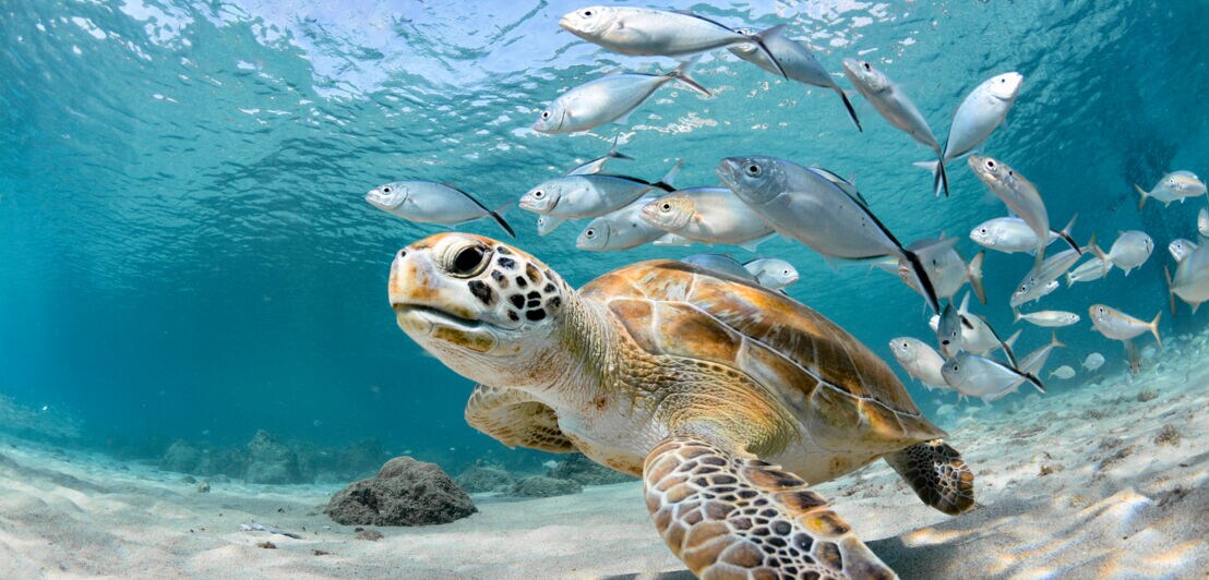 Eine Meeresschildkröte mit einer Fischschule im Hintergrund