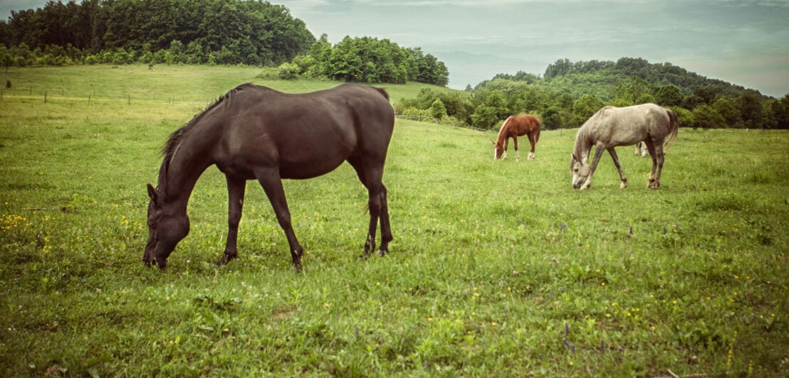 Drei grasende Pferde auf einer Weide