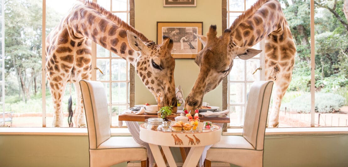 Zwei Giraffen strecken ihre langen Hälse zum Fenster rein und bedienen sich am Frühstückstisch