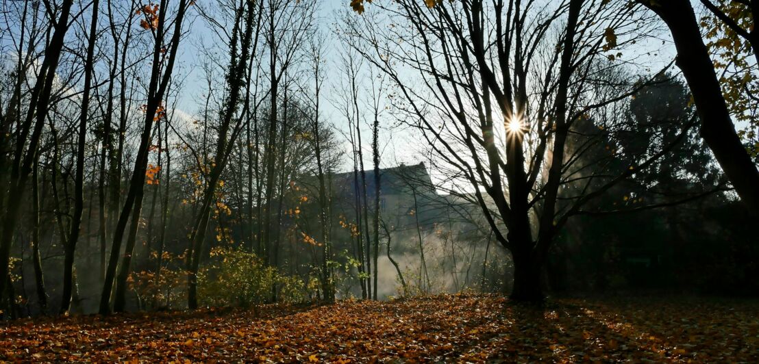 Herbstbäume, hinter den vor Häusern Nebel aufsteigt