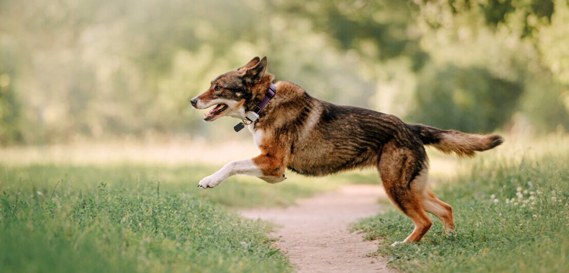 Seitenaufnahme eines Hundes, der auf einer Wiese läuft und einen Tracker am Halsband trägt