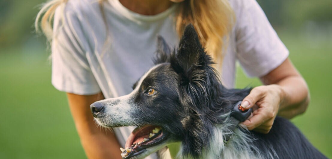 Eine Frau hält einen Hund am Halsband, an dem ein Tracker befestigt ist
