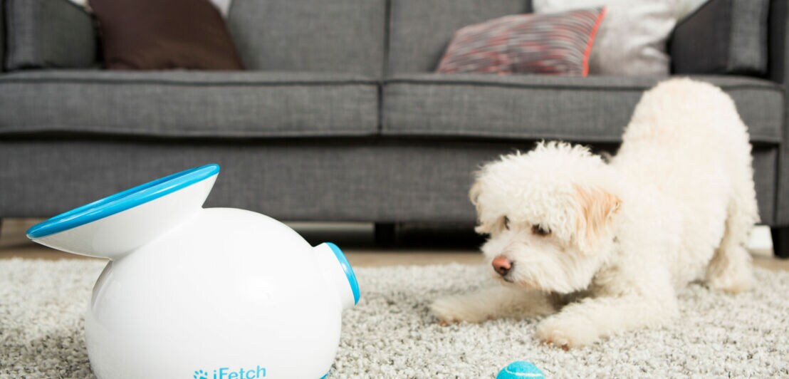 Ein weißer Hund sitzt in auffordernder Haltung vor einer Ballmaschine auf einem Teppichboden