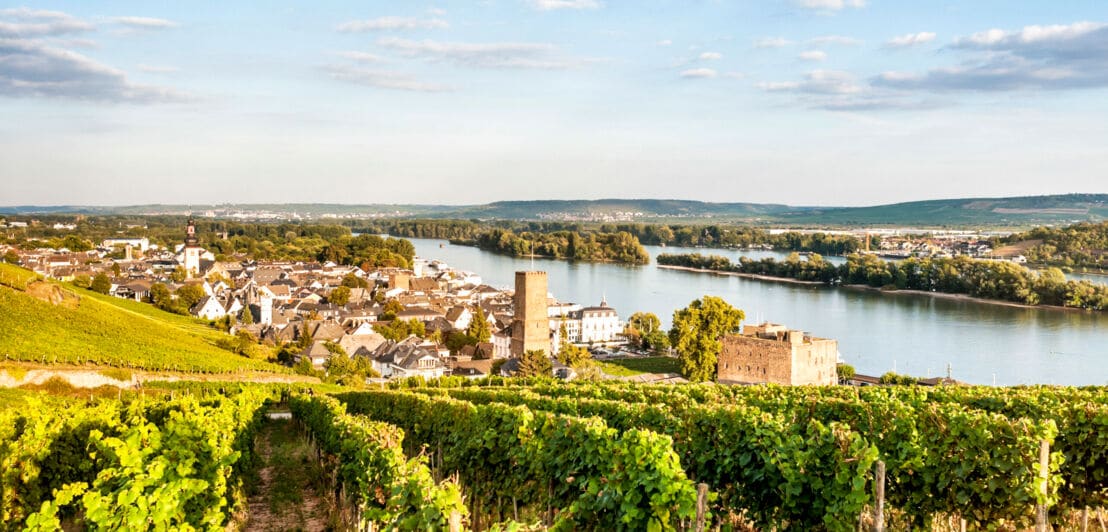 Panoramablick auf die Stadt Rüdesheim am Rhein, im Vordergrund ein Weinberg