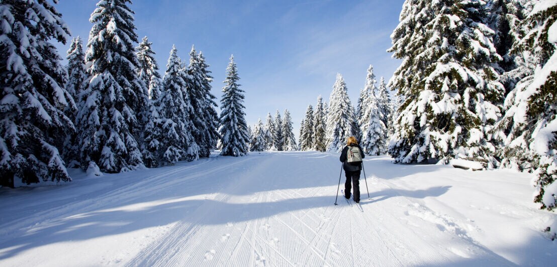 Eine Frau läuft auf Langlaufskiern durch einen schneebedeckten Wald.