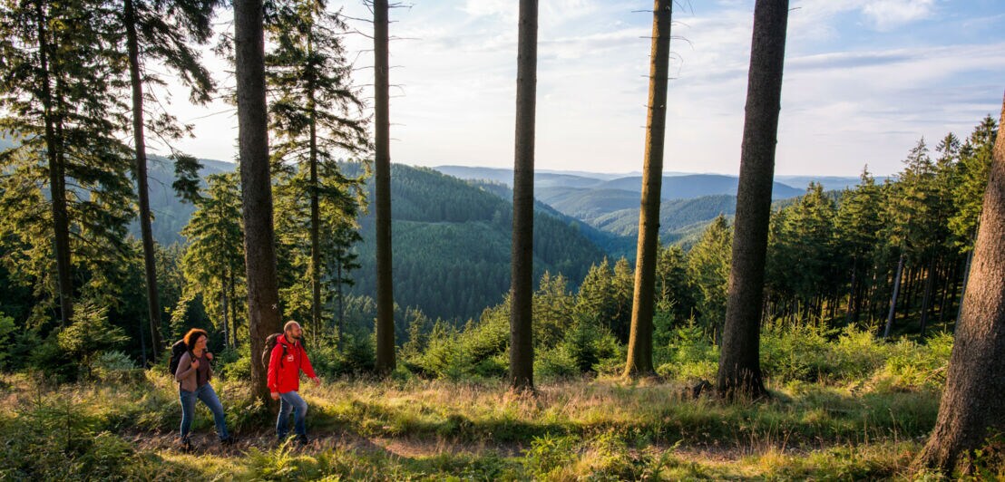 Zwei Wanderer auf dem Rothaarsteig umgeben von Nadelwald.