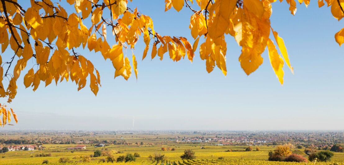 Blick auf den Weinort Niederkirchen und Weinberge in Herbstfarben