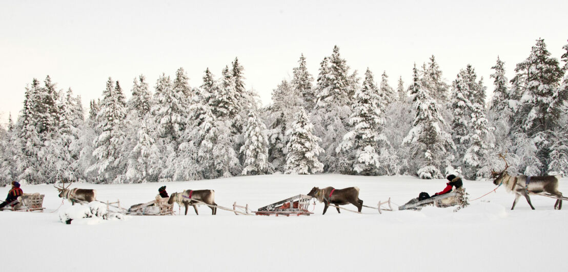 Eine Reihe aus Rentieren und Schlitten in einer bewaldeten Schneelandschaft