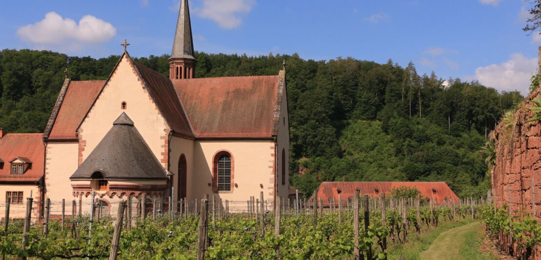 Kloster Bronnbach mit Weinreben im Vordergrund