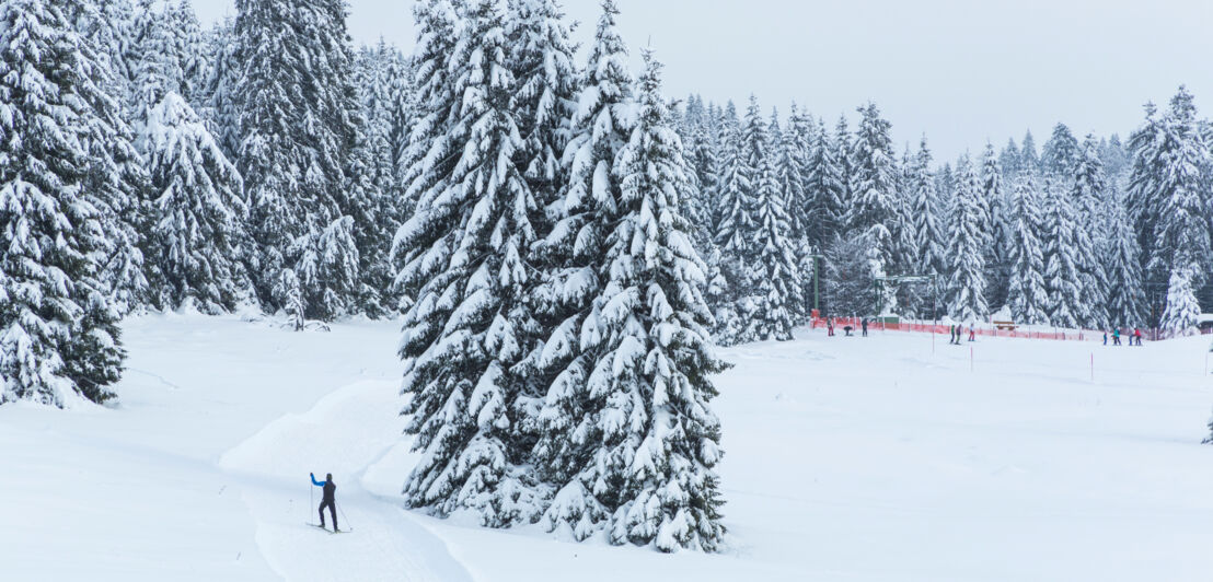 Winterlandschaft mit schneebedecktem Nadelwald und einer Loipe, auf der eine Person fährt