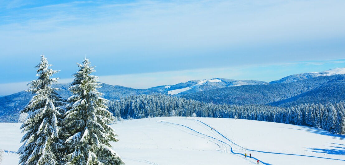 Panoramablick auf hügelige Winterlandschaft mit Nadelwald und Loipen