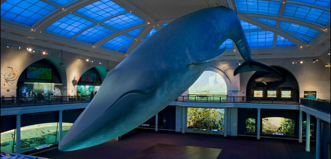 Eine lebensgroße Nachbildung eines Blauwals hängt von der Decke in einem Ausstellungsraum des New Yorker Naturkundemuseums