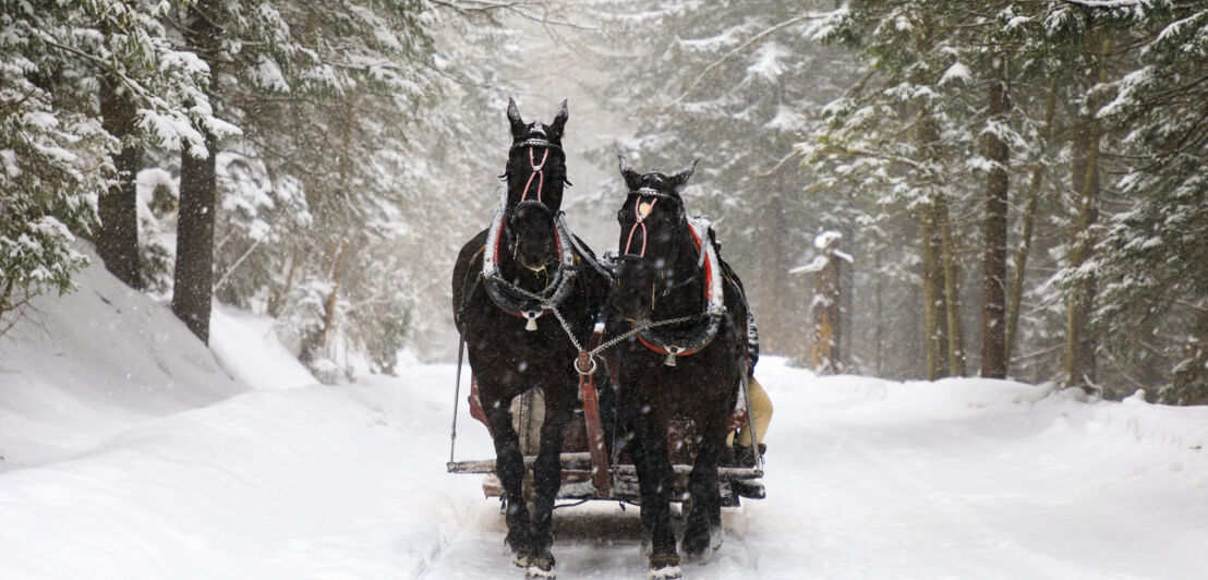 Zwei Pferde ziehen eine Kutsche durch den Schnee