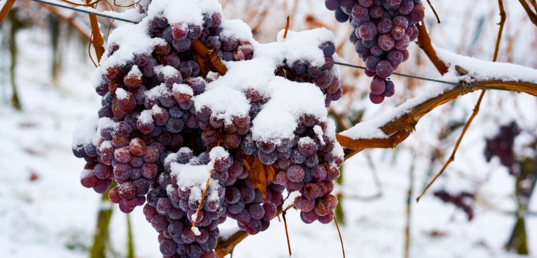 Dunkle Weintrauben an einer Rebe, von Schnee bedeckt.