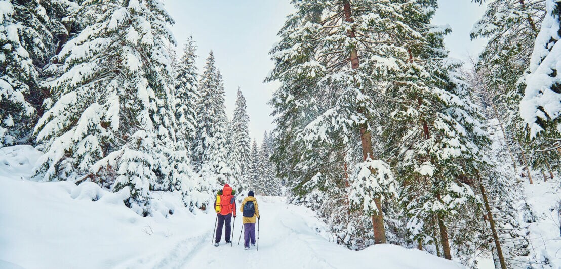 Waldweg, Schnee, Tannen. Mittendrin zwei Wandernde mit Stöcken, von hinten fotografiert