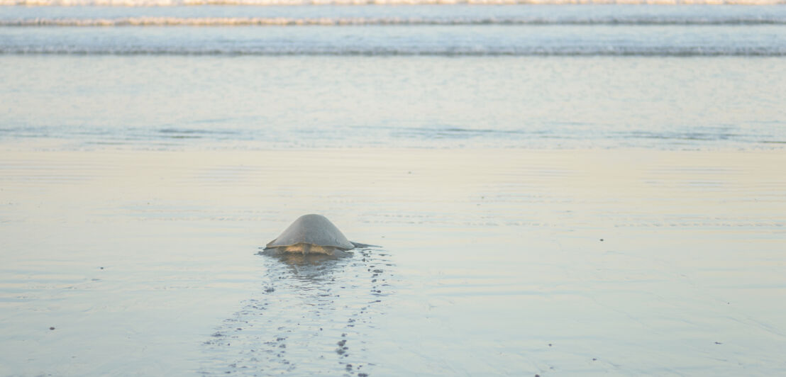 Eine Riesenschildkröte am Strand, im Hintergrund das Meer