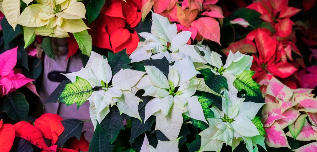 Nahaufnahme von Weihnachtssternen (Pflanzen) in unterschiedlichen Farben