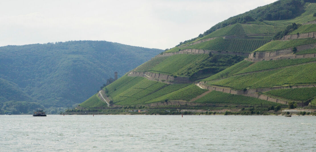 Blick auf einen Weinberg, der direkt am Rhein mündet und auf dem ein Boot fährt