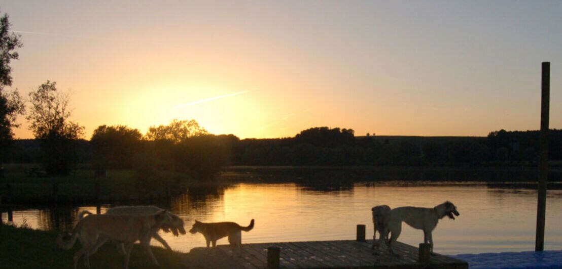 Vier Hunde laufen auf einem Steg an einem See im Sonnenuntergang