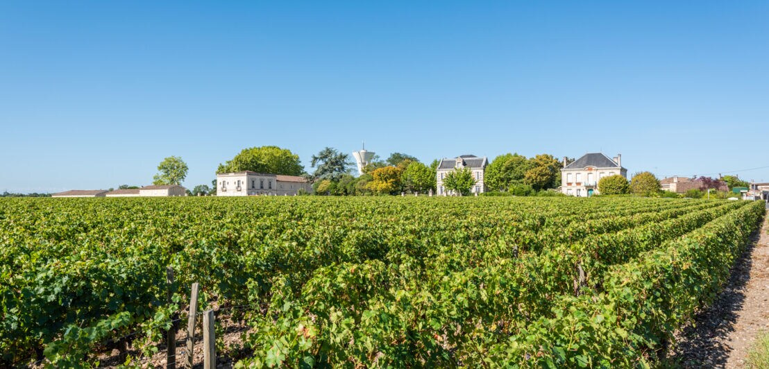 Weinreben im Anbaugebiet Margaux