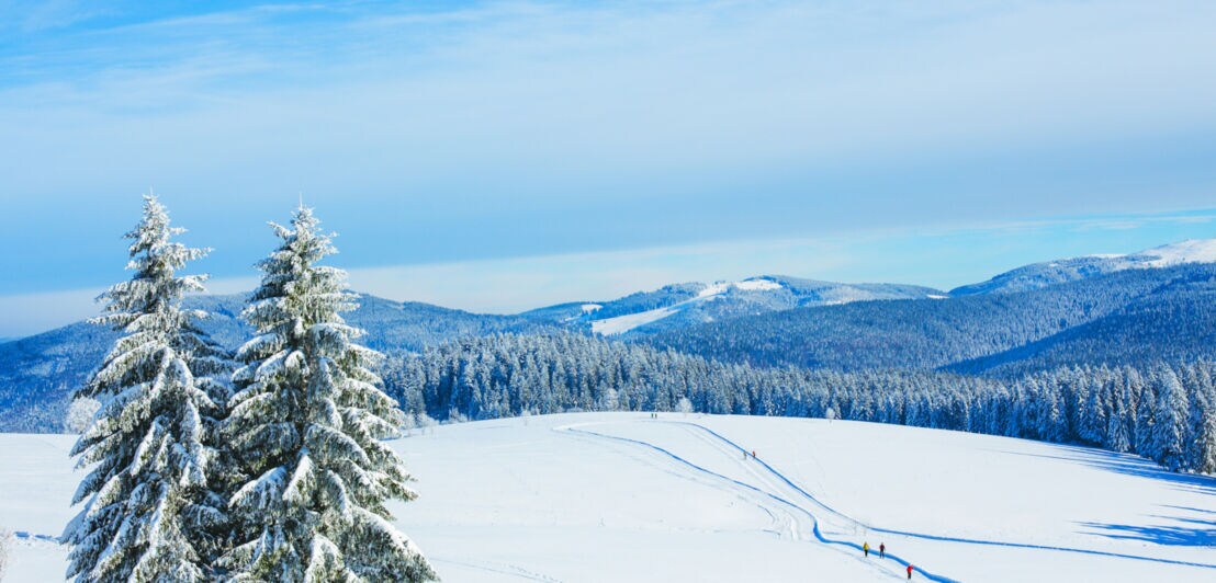 Panorama einer hügeligen Schneelandschaft mit Loipen