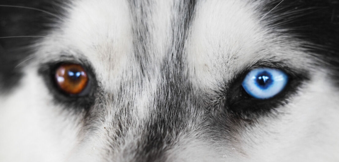 Close Up vom Gesicht eines Husky mit verschieden gefärbten Augen