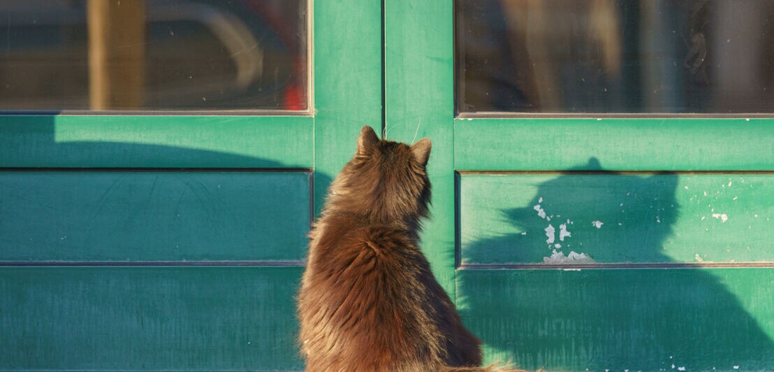 Eine rotbraune Katze sitzt vor einer grünen verschlossenen Tür