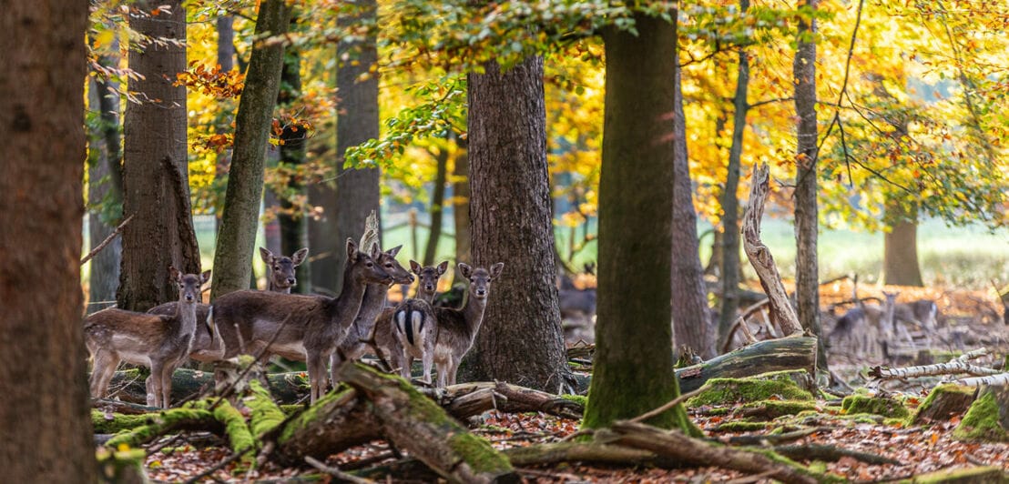 Einige junge Hirsche stehen in einem Wald