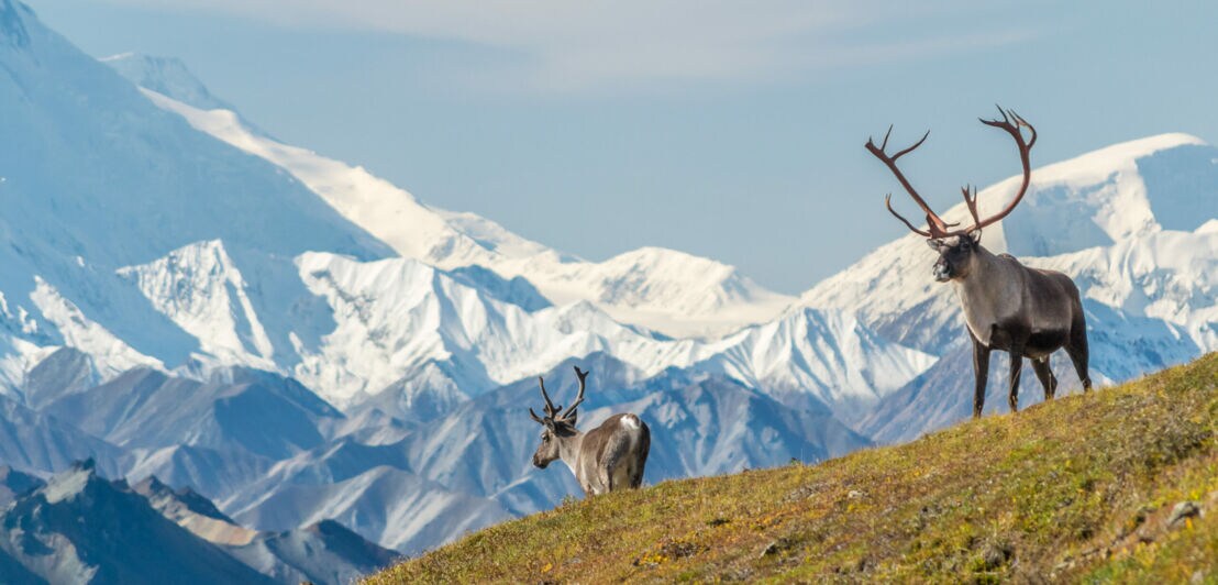 Zwei Caribous auf einer Wiese, im Hintergrund schneebedeckte Berge