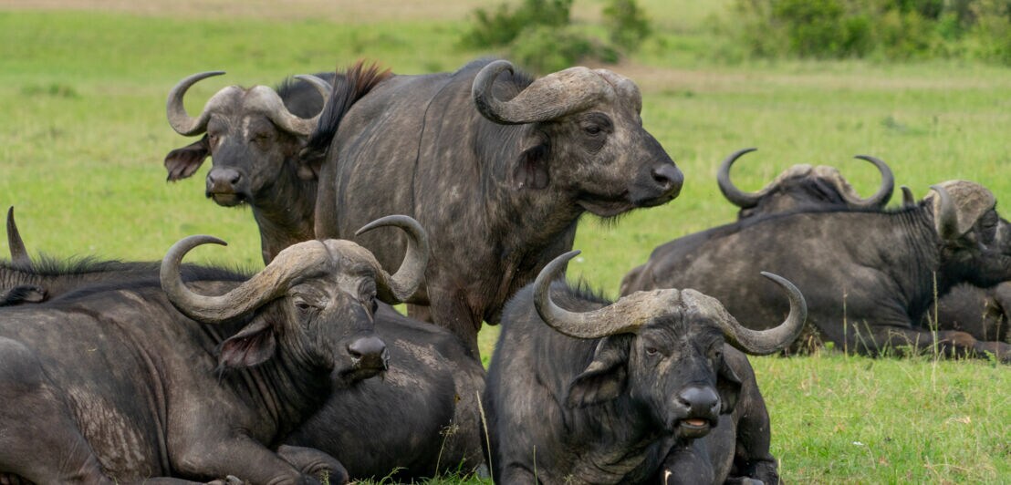 Eine Herde Schwarzbüffel im grünen Gras der Steppe