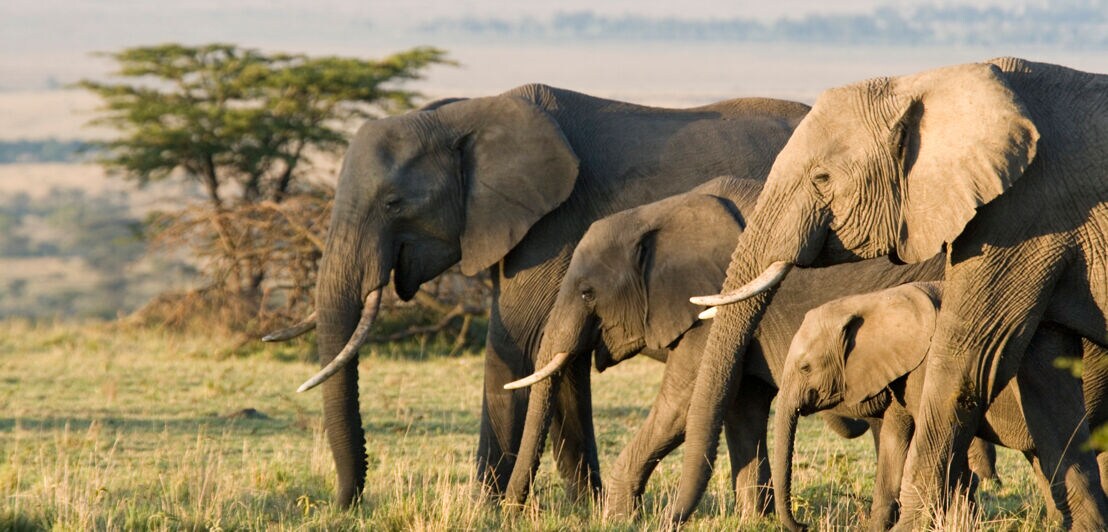 Eine Elefantengruppe mit Jungtieren schreitet durch die Steppe