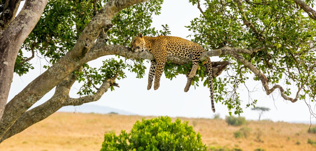 Ein Leopard schläft auf einem Ast in einem Baum in der Steppe