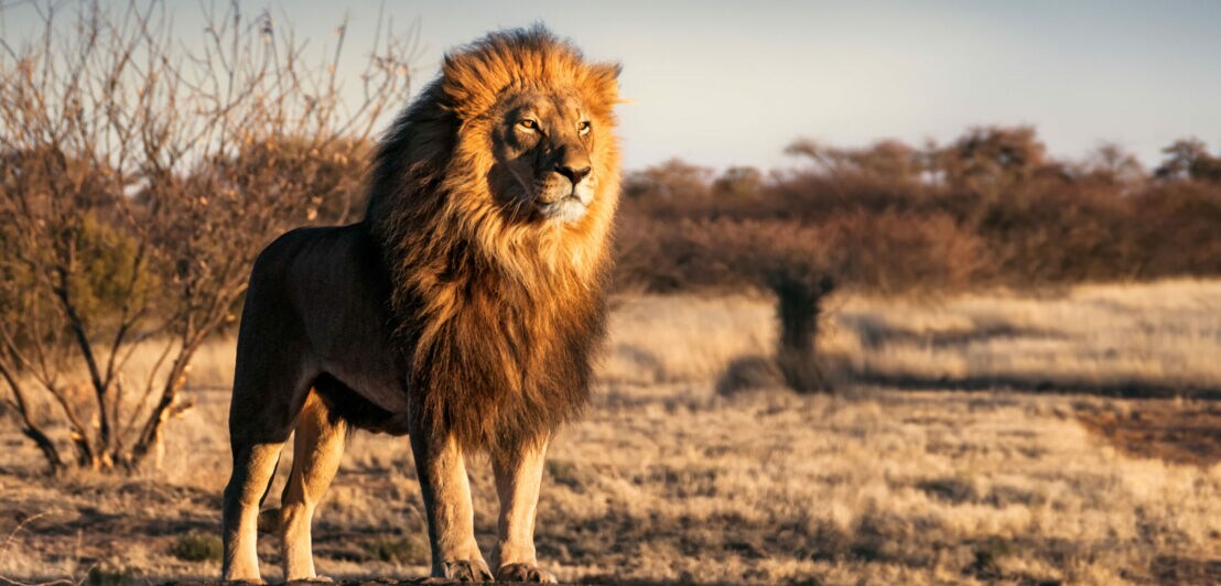 Ein männlicher Löwe mit üppiger Mähne steht aufmerksam in der Steppe