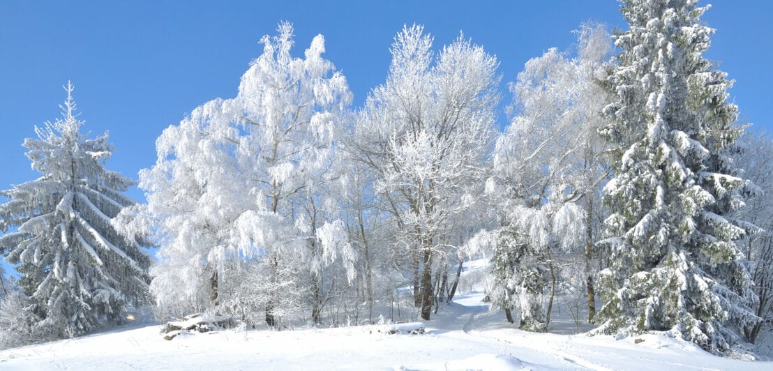 Eine Winterlandschaft mit schneebedeckten Bäumen