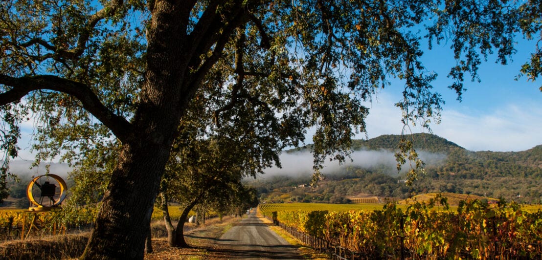 Eine schmale Straße führt entlang von Bäumen und Weinstöcken in eine hügelige Landschaft bei tiefstehender Herbstsonne