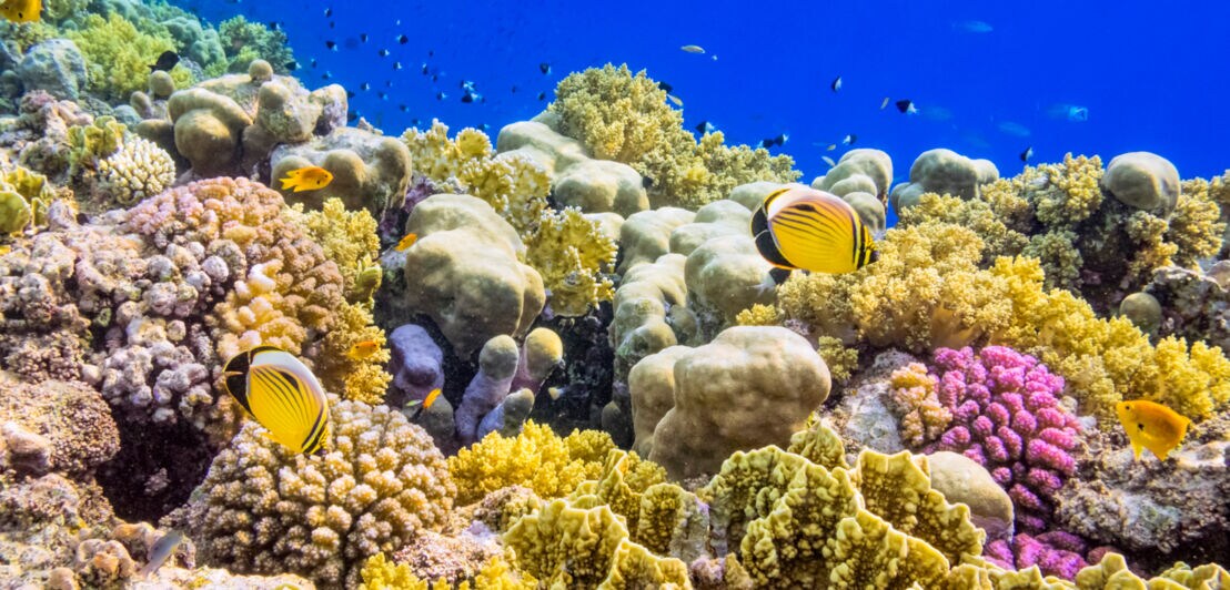 Bunte Korallenriff am Roten Meer in der Nähe von Marsa Alam
