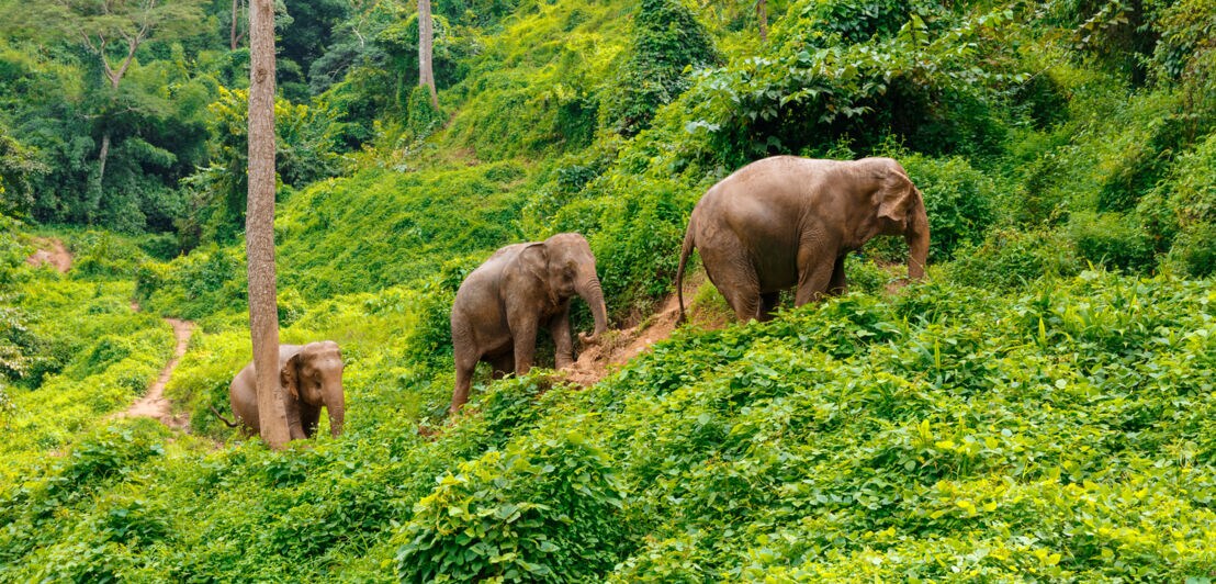 Drei Elefanten im Dschungel von Chiang Mai.