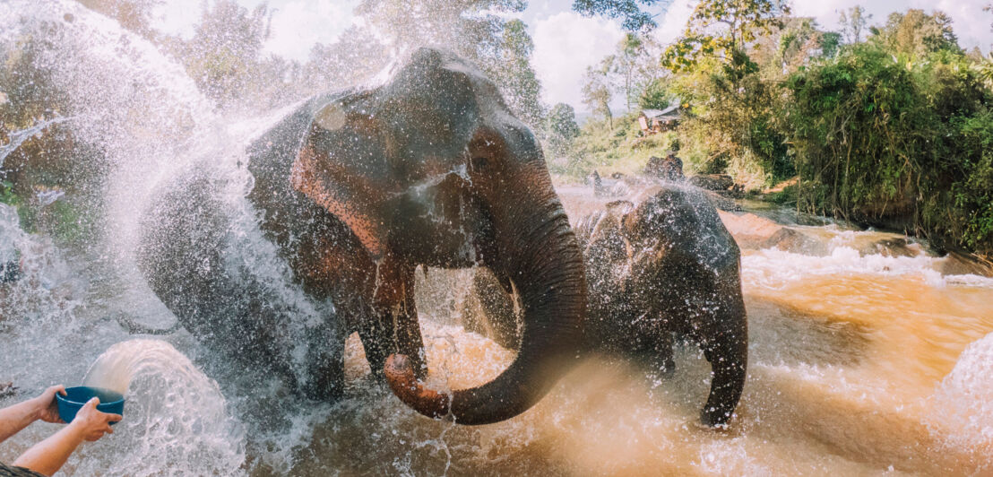 Elefanten beim Baden in einem Fluss