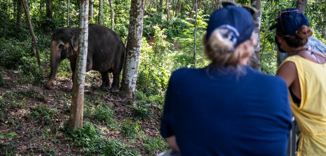 Touristinnen beobachten einen Elefanten im Dschungel.