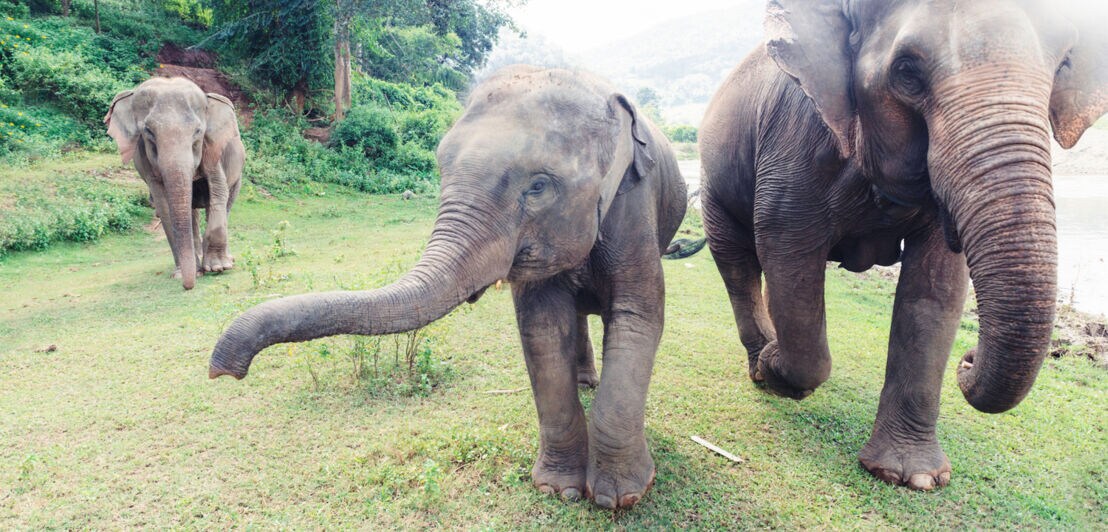 Mehrere Elefanten laufen auf einer Wiese in Chiang Mai.