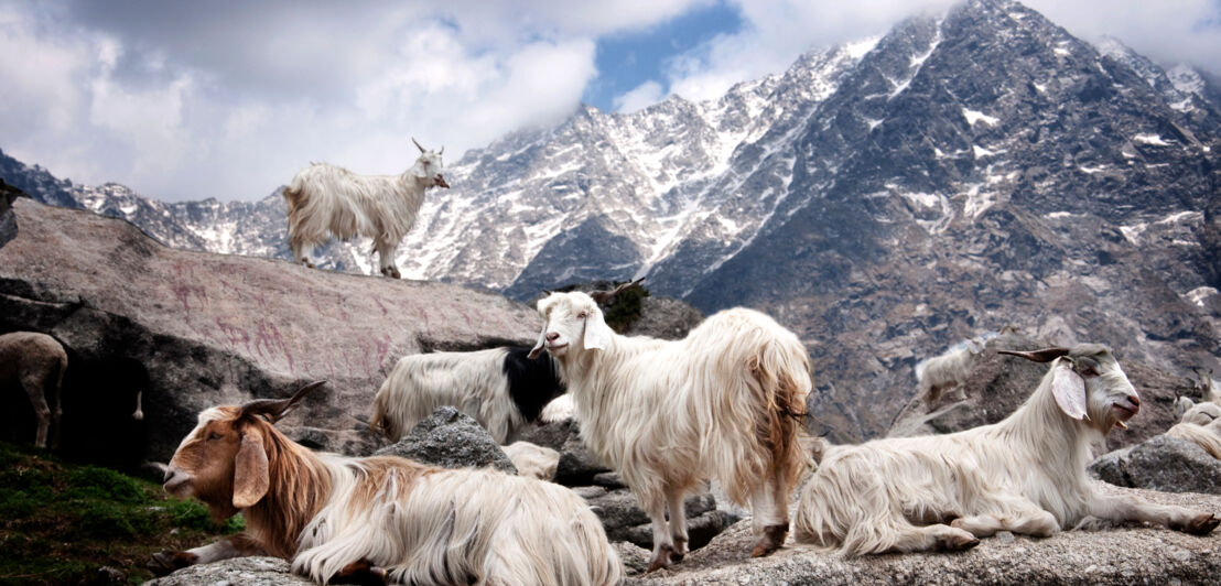 Weiße Kaschmirziegen stehen am Fuße des Himalayas.