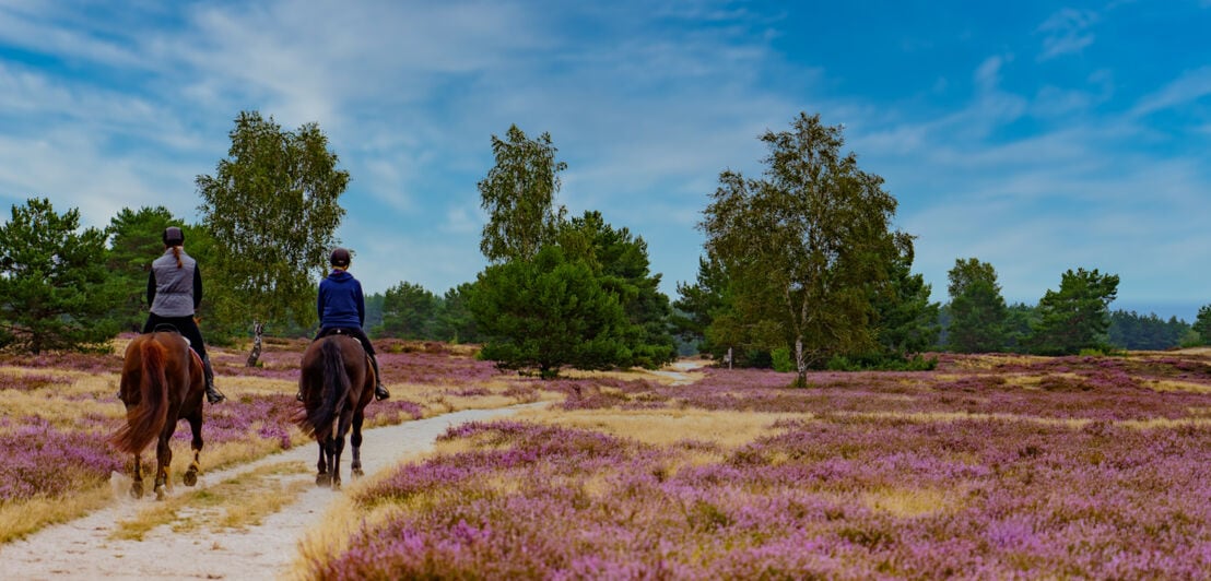 Zwei Personen auf Pferden reiten durch eine blühende Heide