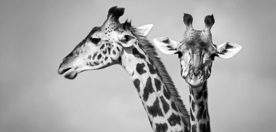 Schwarz-Weiß-Aufnahme zweier Giraffenköpfe