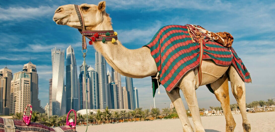 Ein Kamel mit bunter Decke auf dem Rücken vor der Skyline Dubais