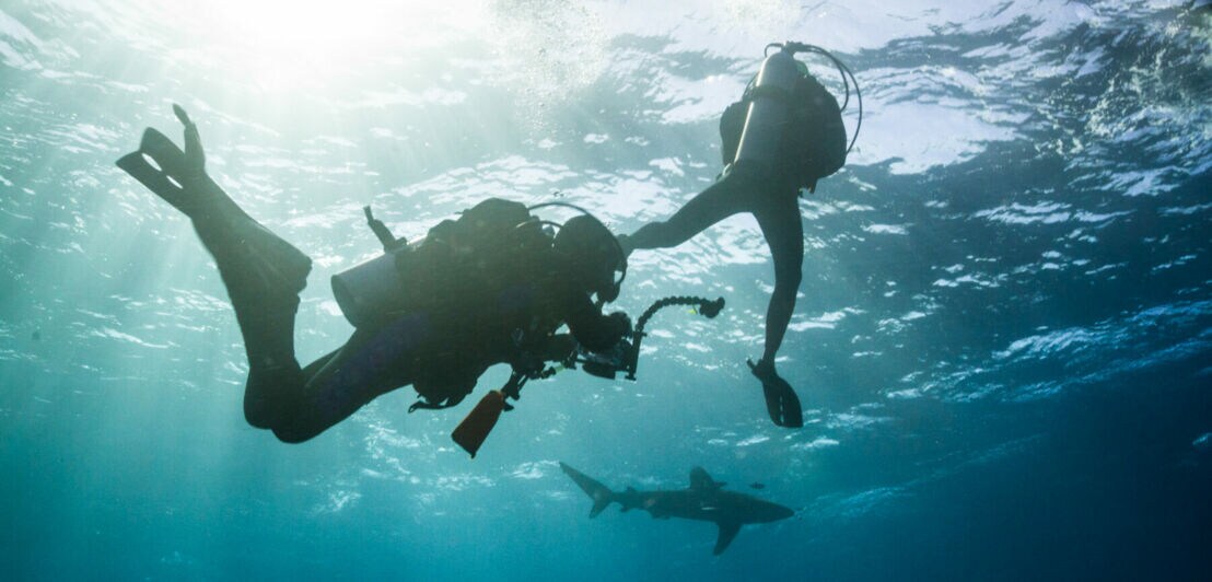 Zwei Taucher fotografieren einen Hai am Elphinstone Riff in Ägypten