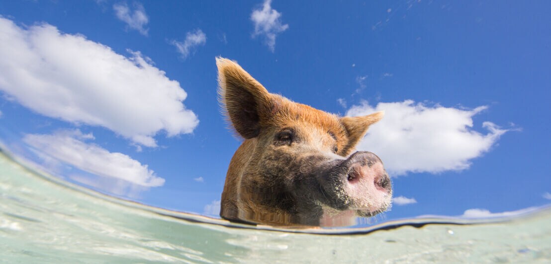 Ein schwimmendes Schwein im Meer.
