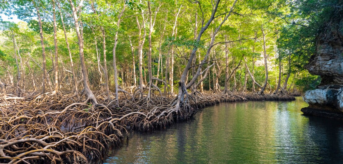 Ein Gewässer in der Dominikanischen Republik, angrenzend mehrere Bäume und deren freigelegtes Wurzelwerk
