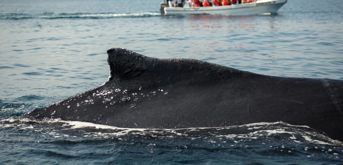Nahaufnahme der Finne eines Buckelwals im Meer, im Hintergrund ein Touristenboot