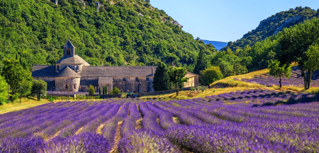 Blühende Lavendelfelder auf einem Feld am Sénanque-Kloster