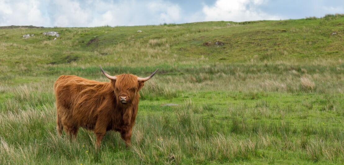 Ein Galloway Rind auf einer großen Wiese